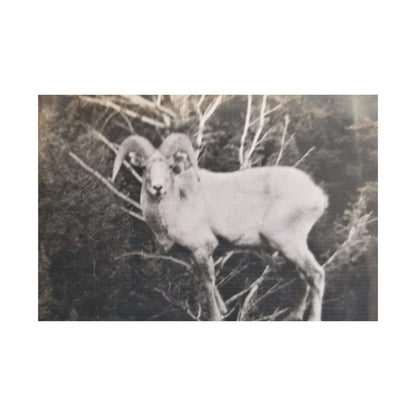 Yellowstone Big Horn Sheep Satin Canvas Stretched