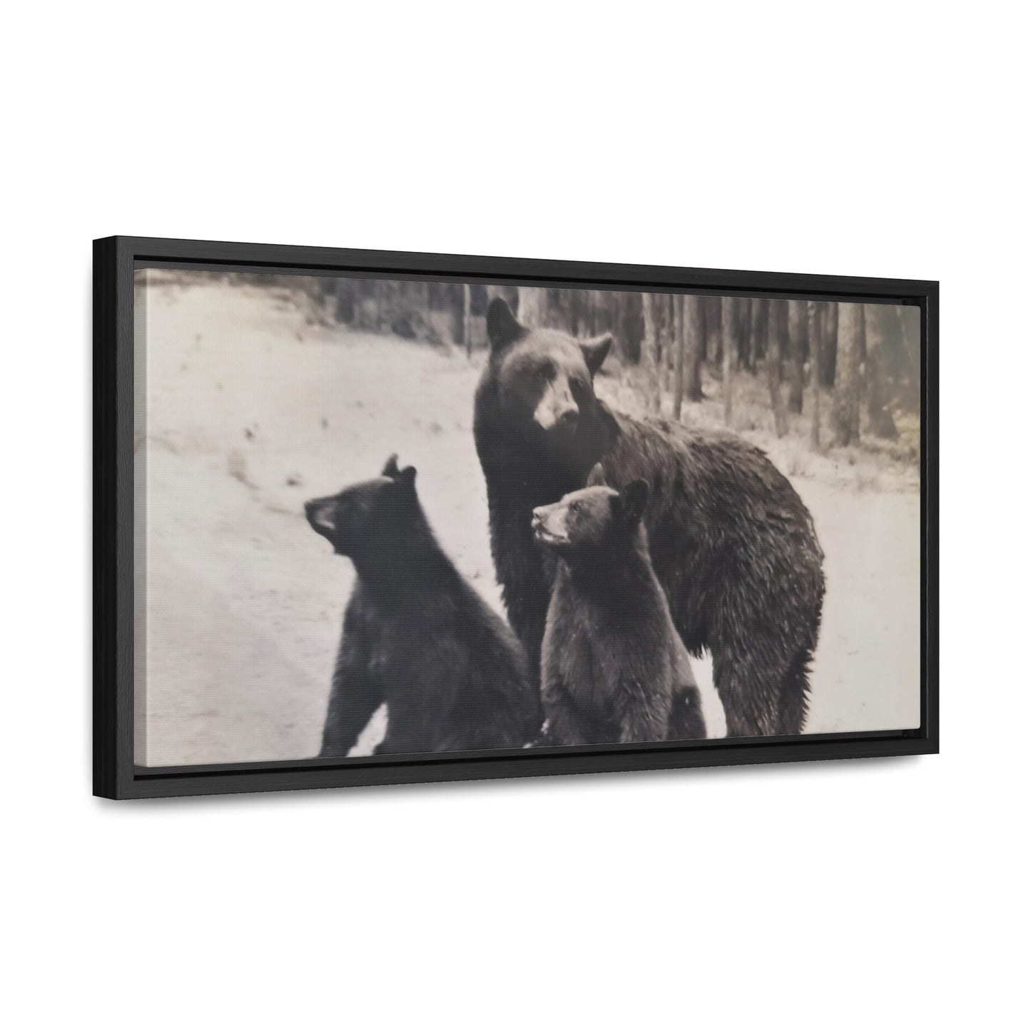 Yellowstone Black Bears Gallery Canvas Wraps, Horizontal Frame