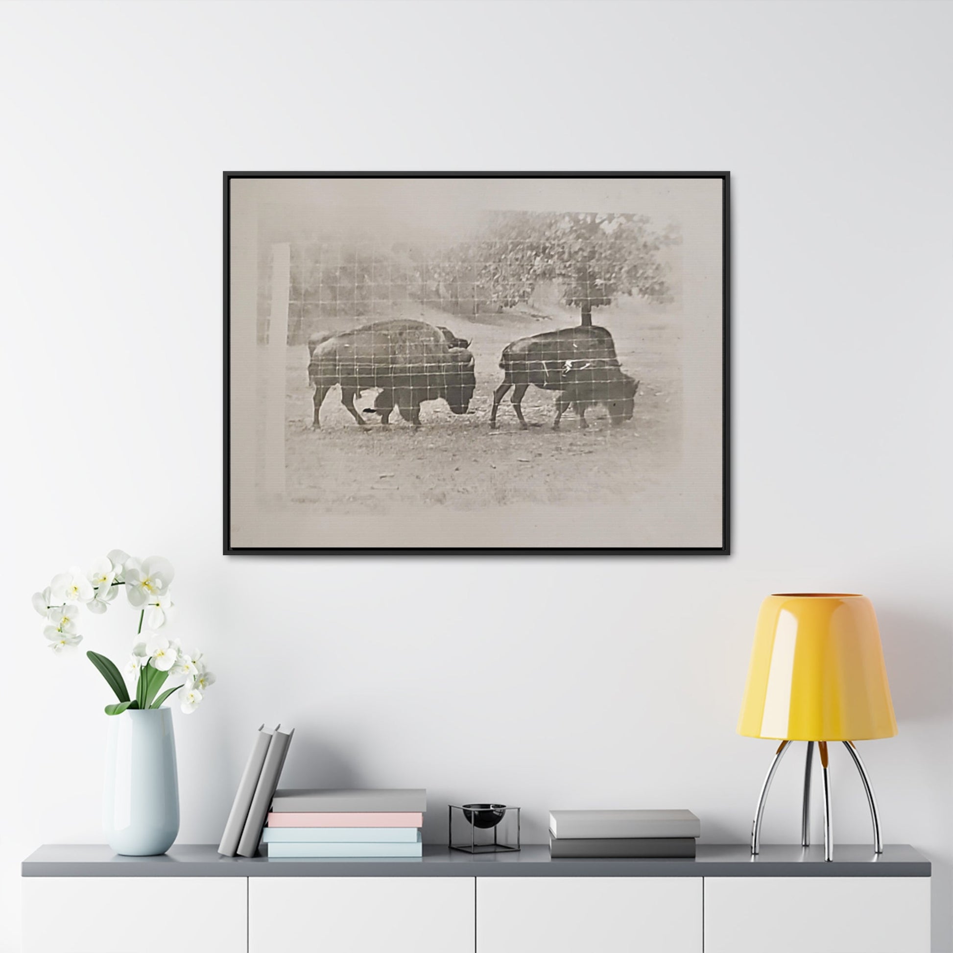 Buffalo at Redwood Falls Gallery Canvas Wraps Horizontal Frame 40″ x 30″ Black Premium Gallery Wraps (1.25″)