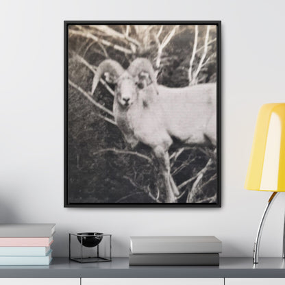 Yellowstone Big Horn Sheep Gallery Canvas Wraps Vertical Frame 20″ x 24″ Premium Gallery Wraps (1.25″) Black
