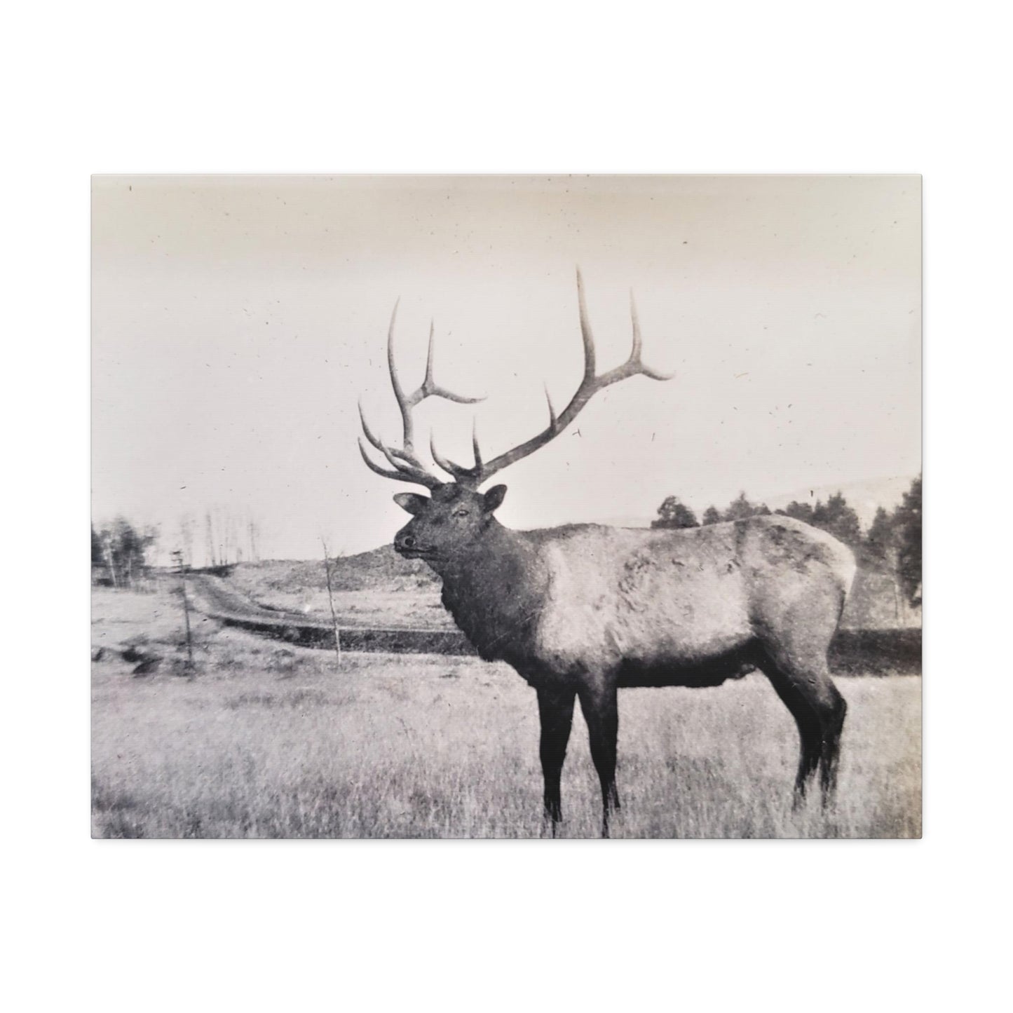 Yellowstone Bull Elk Stretched Canvas