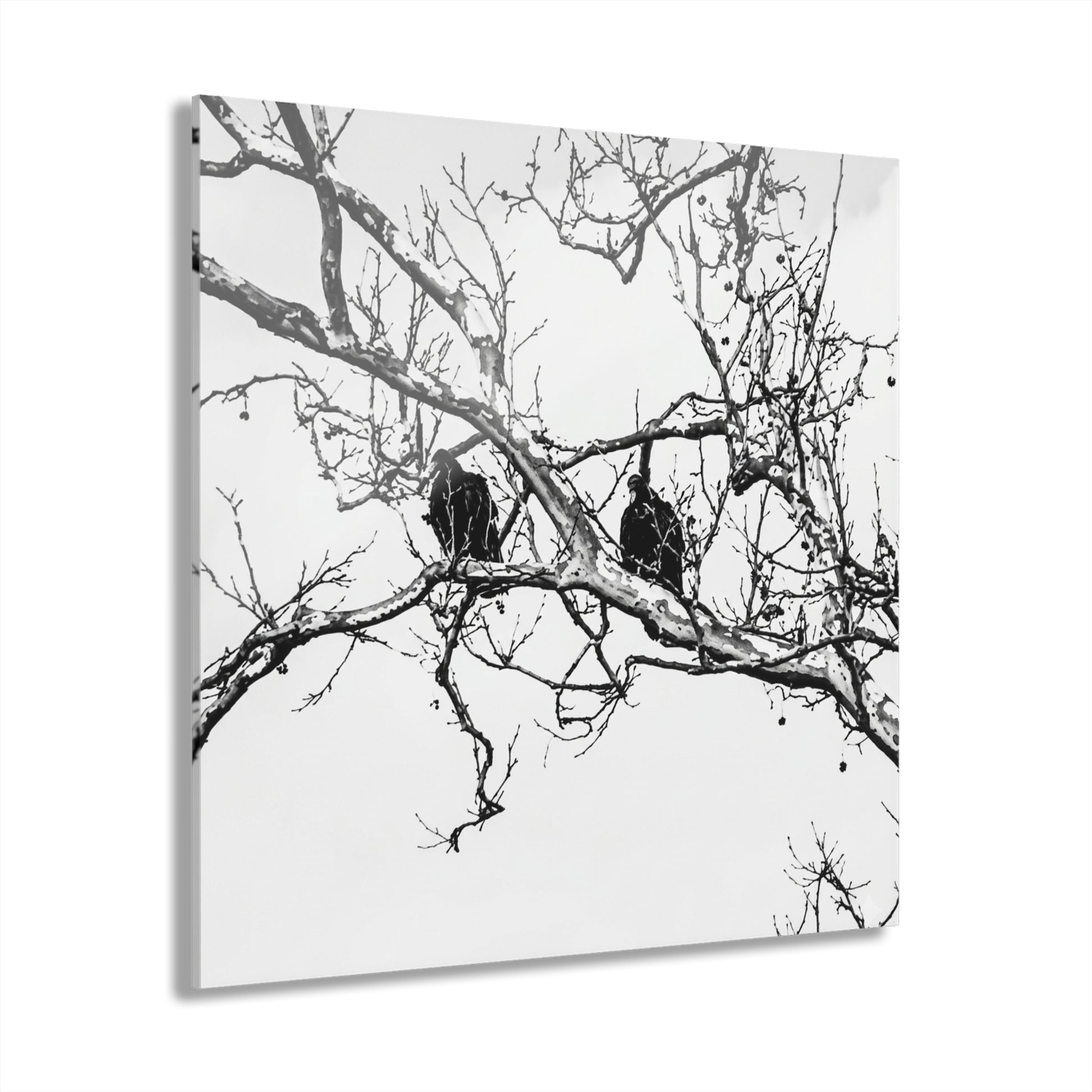 Black & White Buzzards Silhouette Acrylic Print — Modern Minimalist Wall Art - - Home Decor