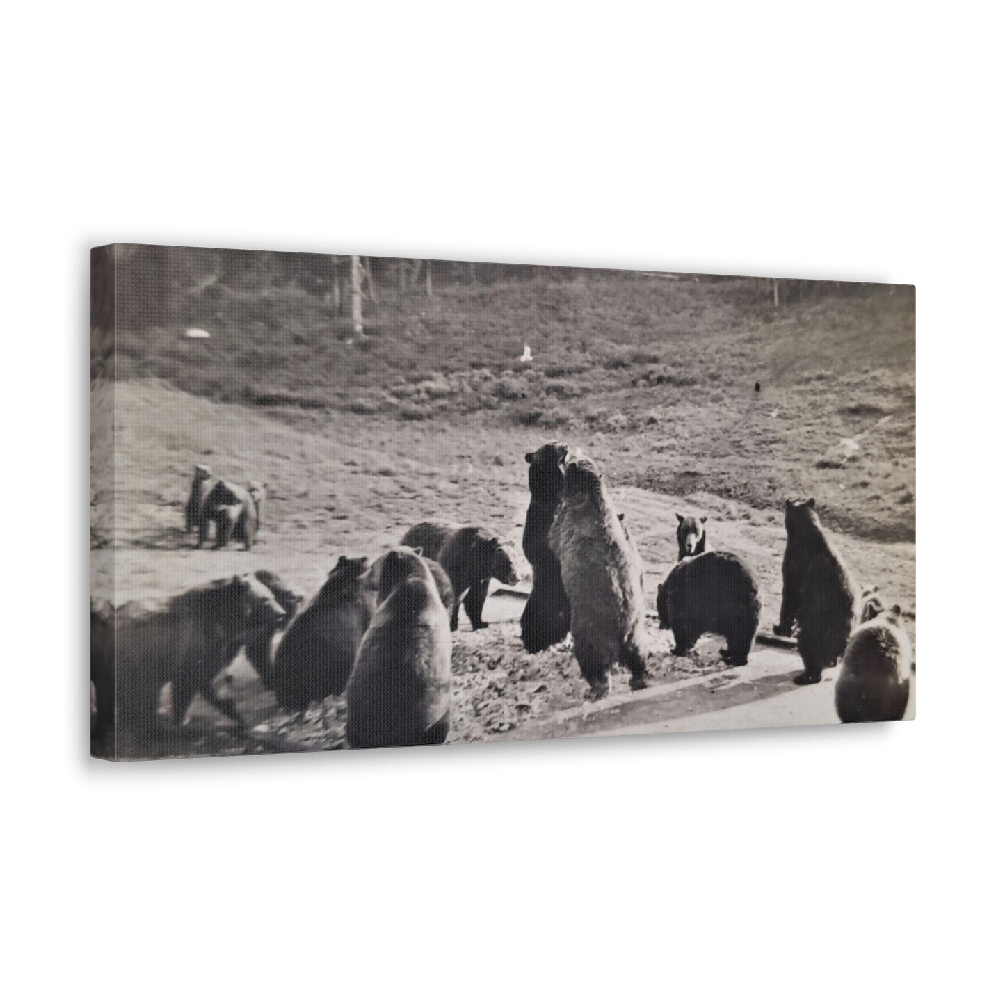 Yellowstone Grizzly Bears Canvas Gallery Wraps