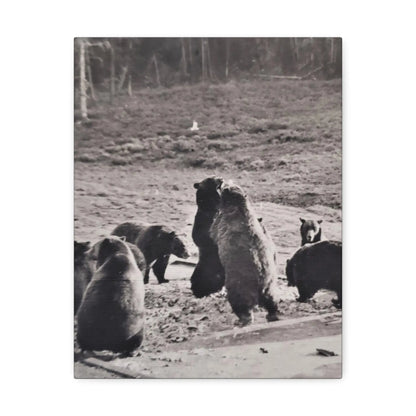 Yellowstone Grizzly Bears Stretched Canvas