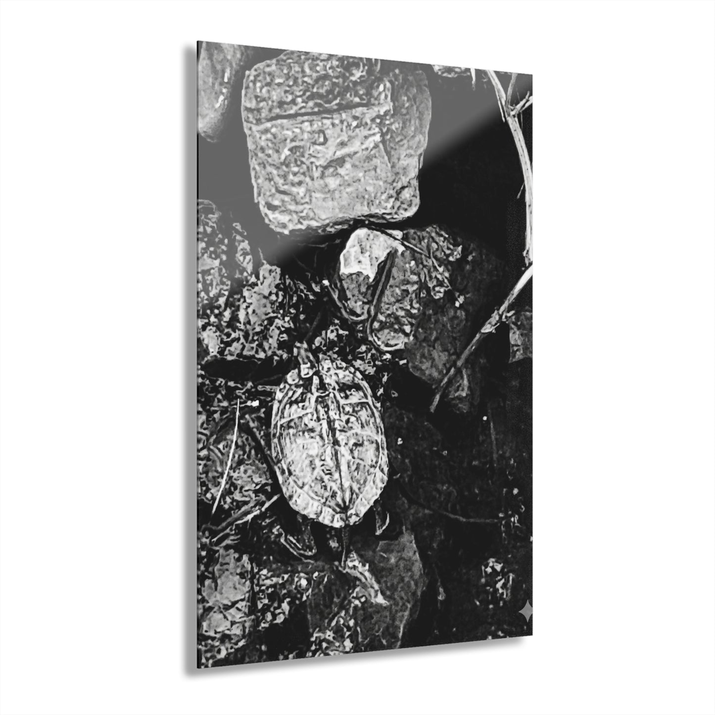 Black & White Turtle Macro Acrylic Print — Modern Nature Wall Art French Cleat Hanging - 24" x 36" (Vertical) 0.25'' - Home Decor
