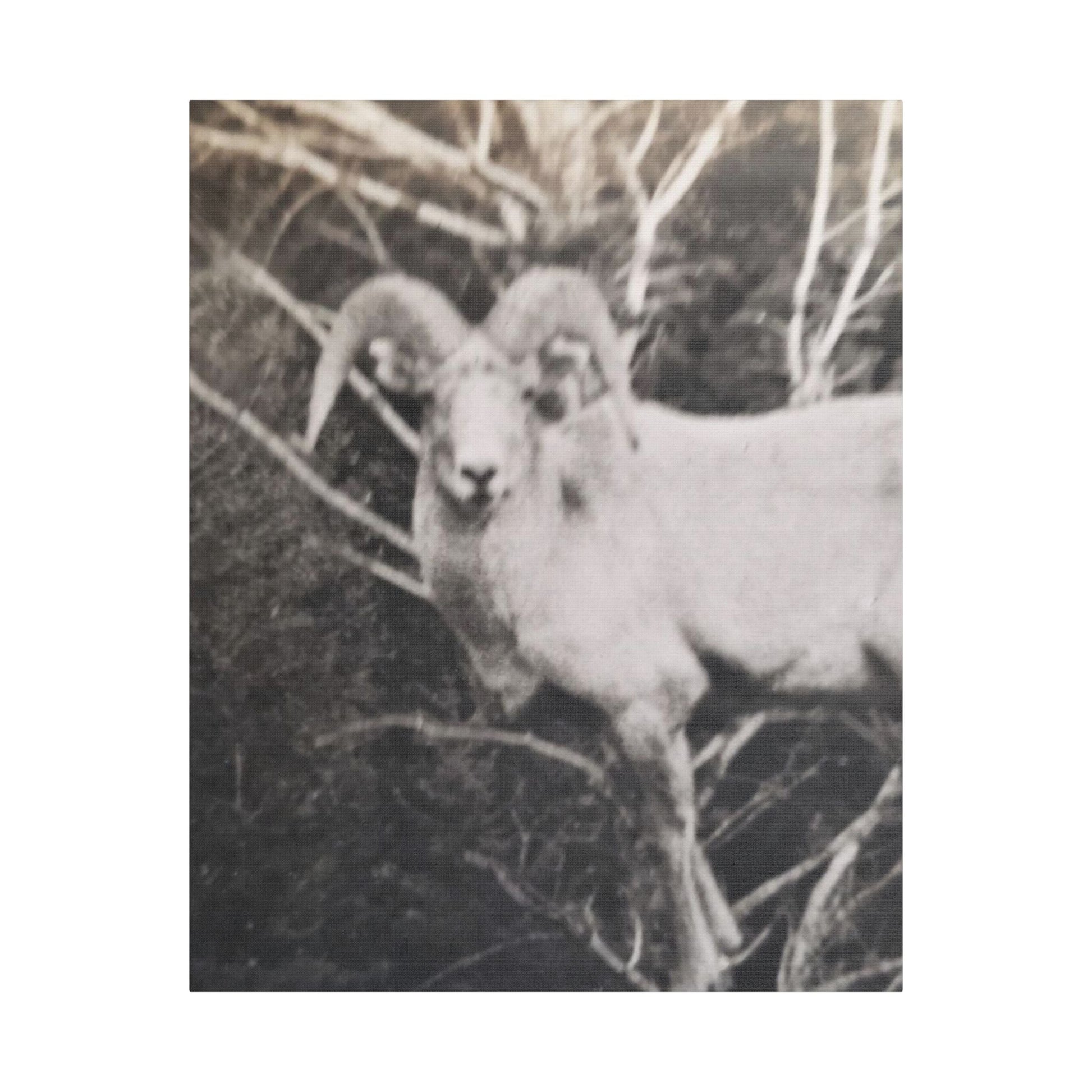 Yellowstone Big Horn Sheep Satin Canvas Stretched
