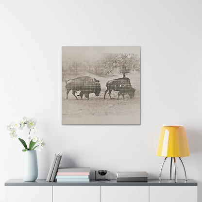 Buffalo at Redwood Falls Canvas Gallery Wraps 30″ x 30″ 1.25"