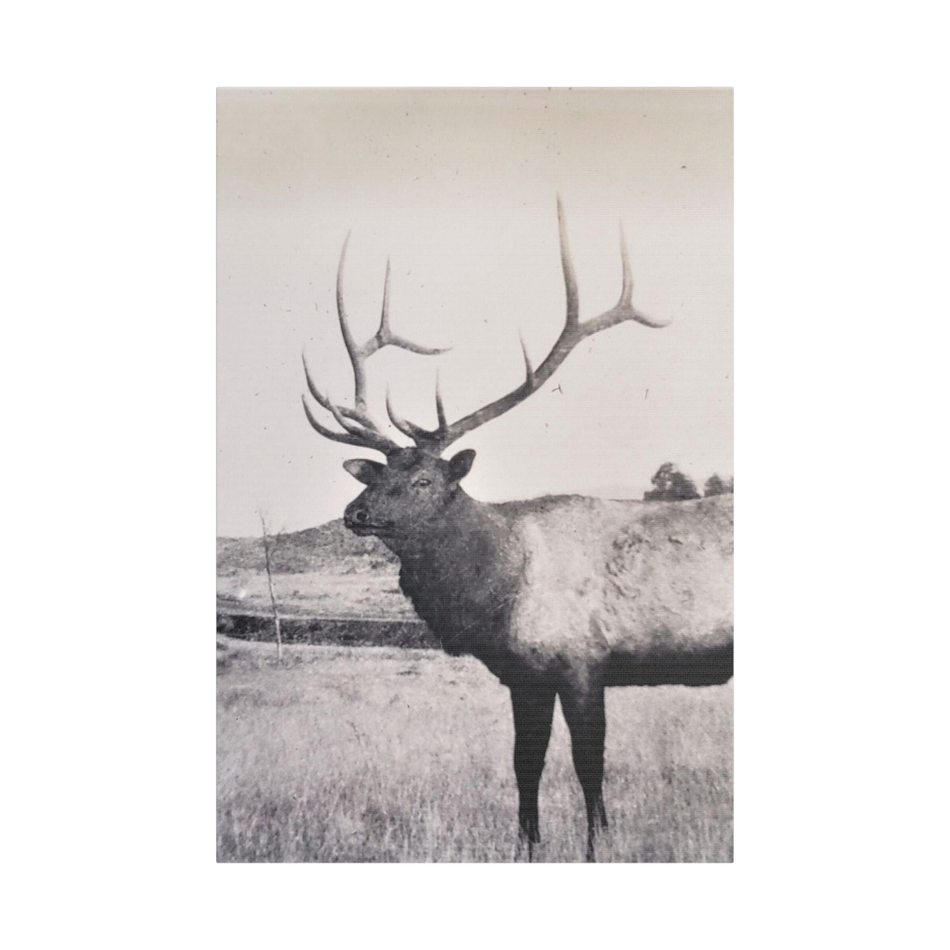 Yellowstone Bull Elk Satin Canvas Stretched