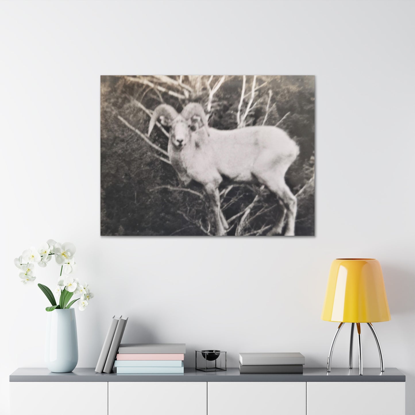 Yellowstone Big Horn Sheep Canvas Gallery Wraps