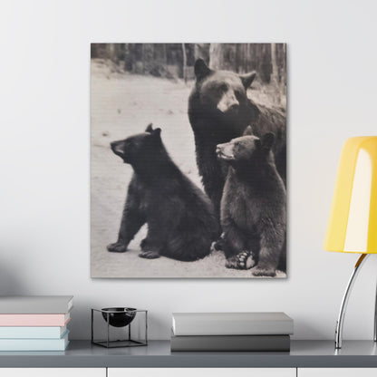 Yellowstone Black Bears Canvas Gallery Wraps 20″ x 24″ 1.25"