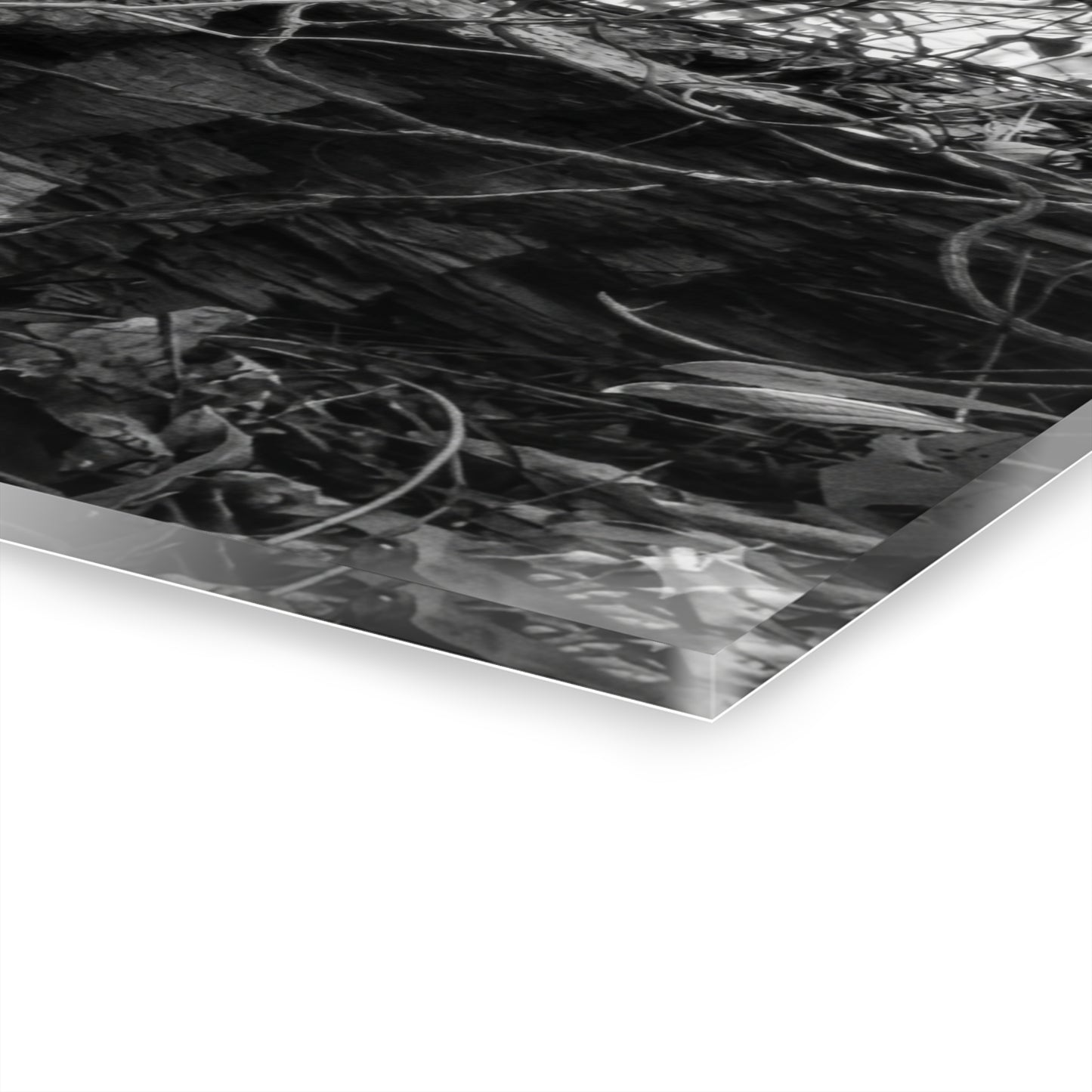 Black & White Forest Acrylic Print French Cleat Hang - - Home Decor