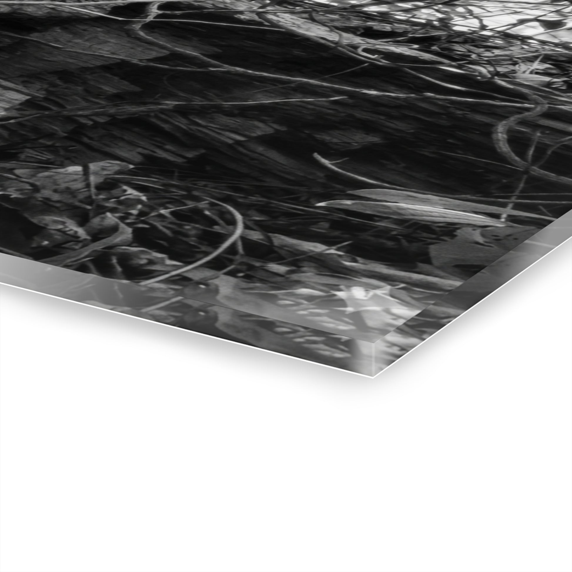 Black & White Forest Acrylic Print French Cleat Hang - - Home Decor