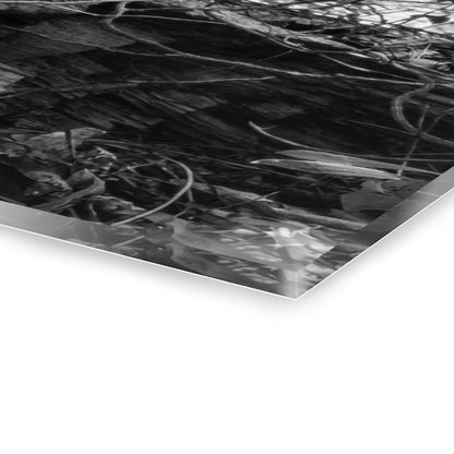 Black & White Forest Acrylic Print French Cleat Hang - - Home Decor