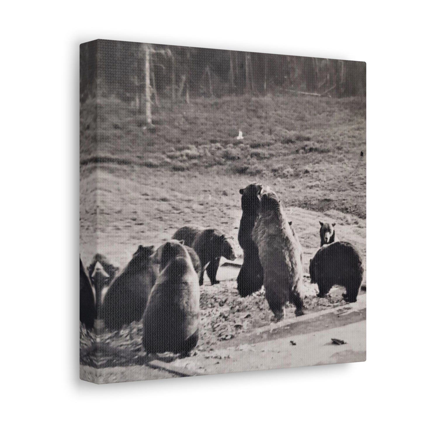 Yellowstone Grizzly Bears Canvas Gallery Wraps