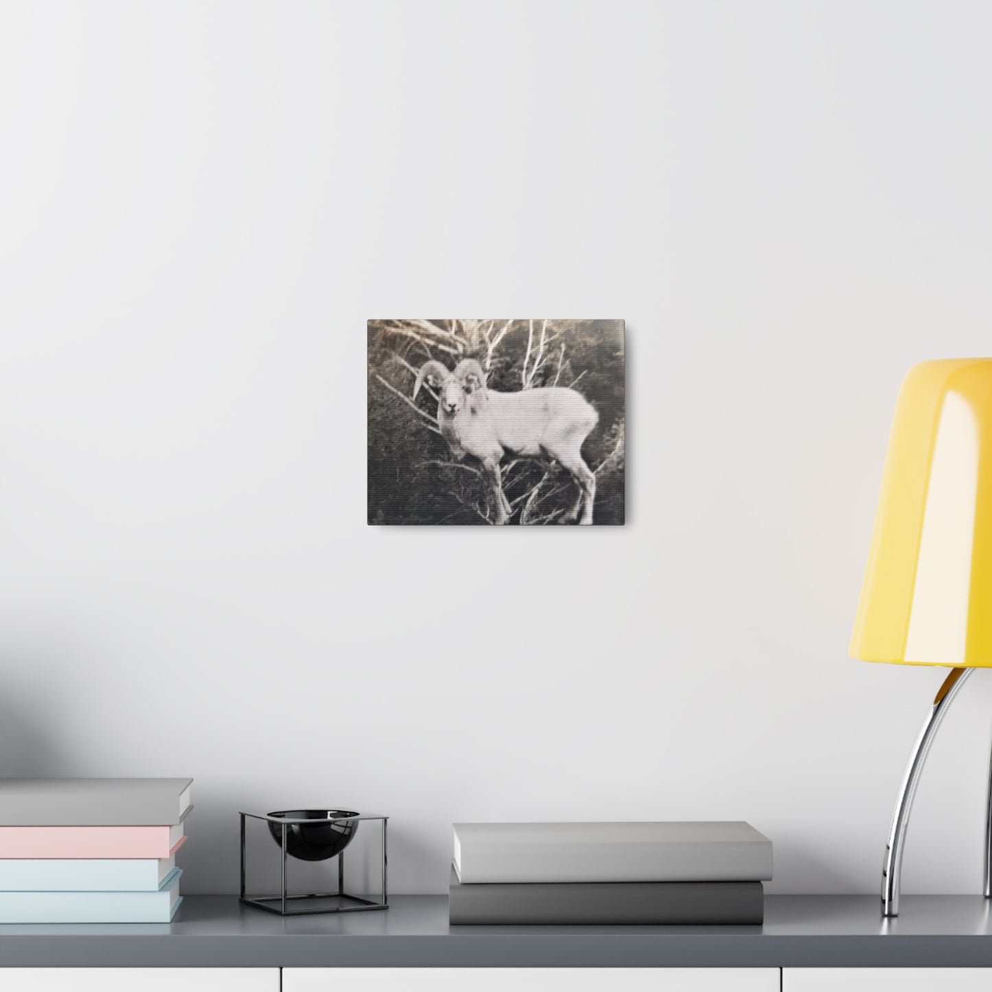 Yellowstone Big Horn Sheep Canvas Gallery Wraps