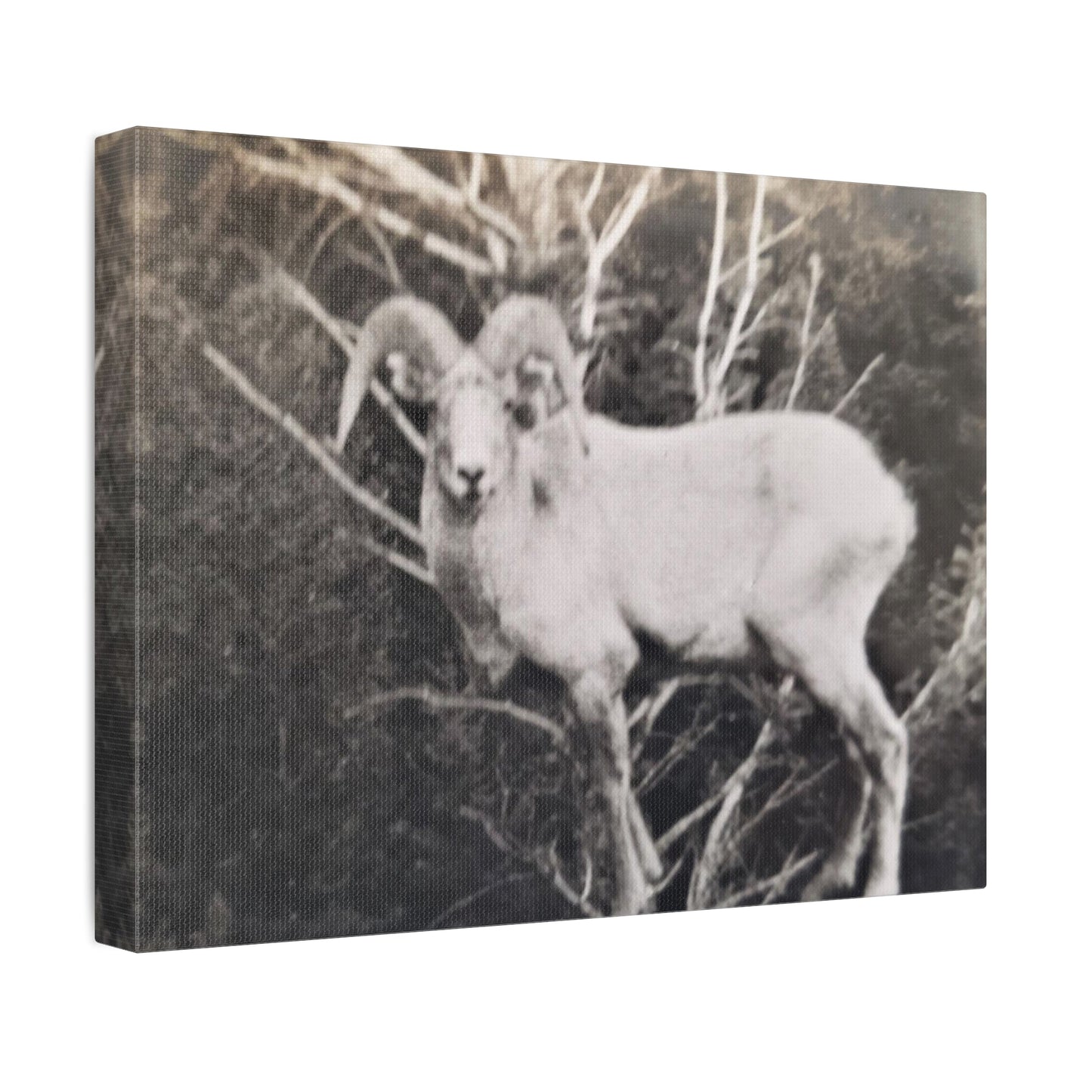 Yellowstone Big Horn Sheep Stretched Canvas