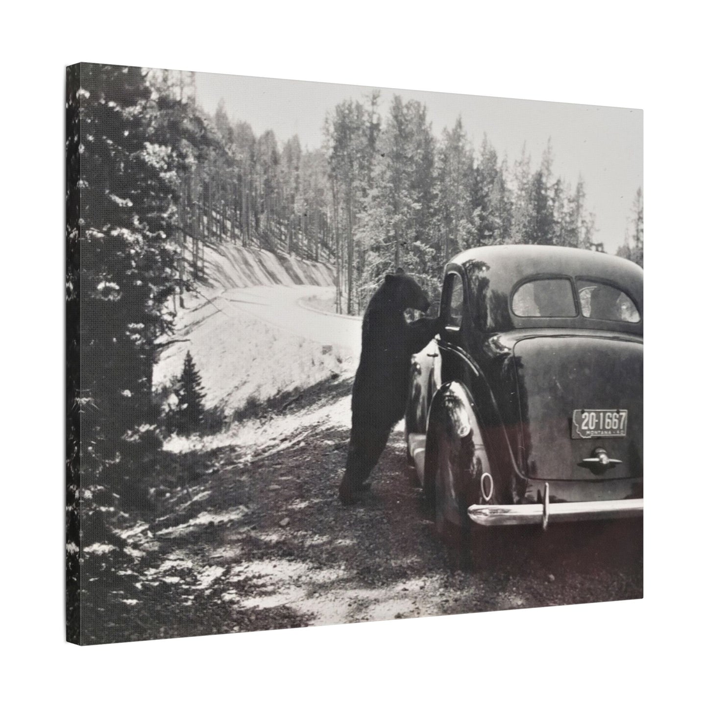 Yellowstone Bear Car Satin Canvas, Stretched