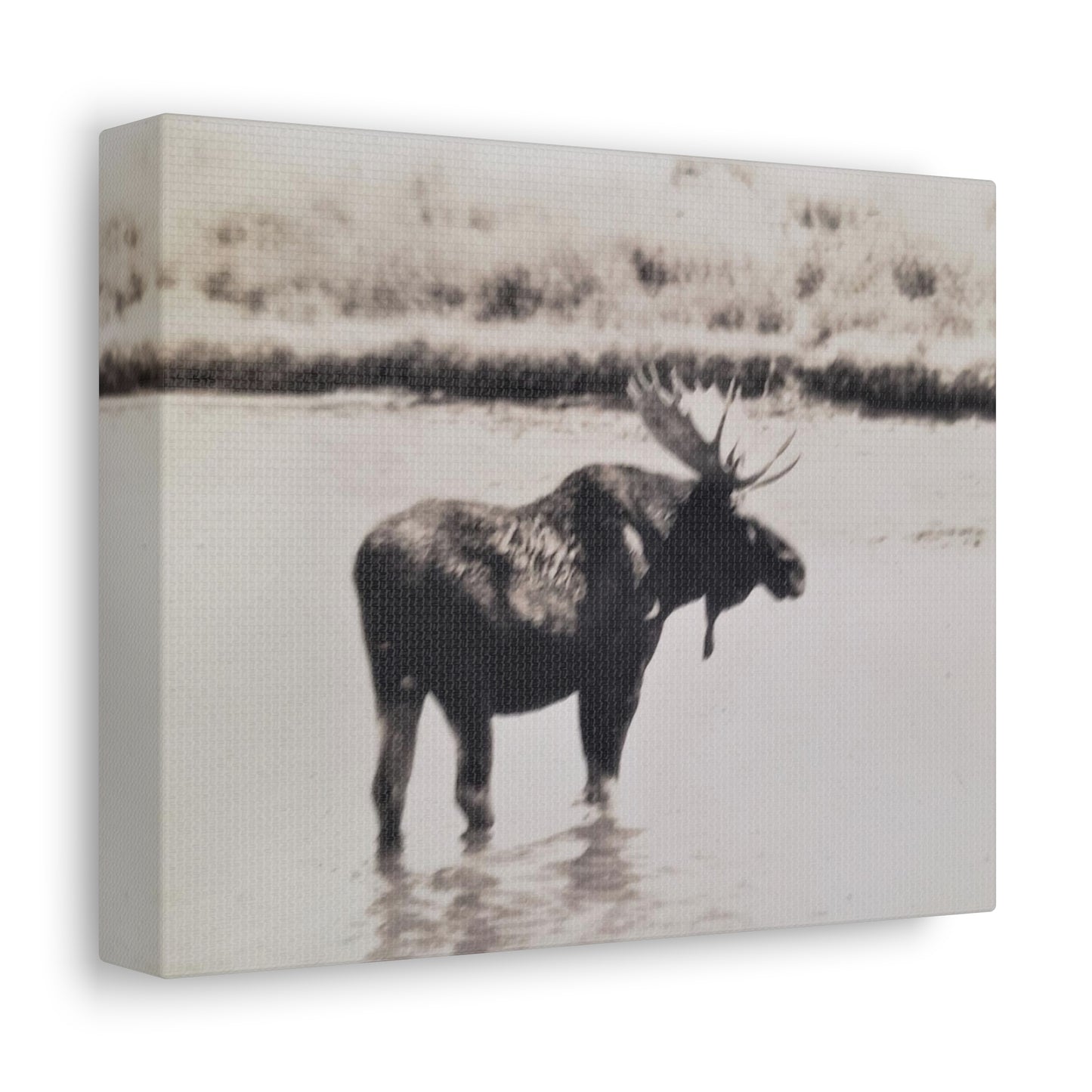 Yellowstone Bull Moose Stretched Canvas