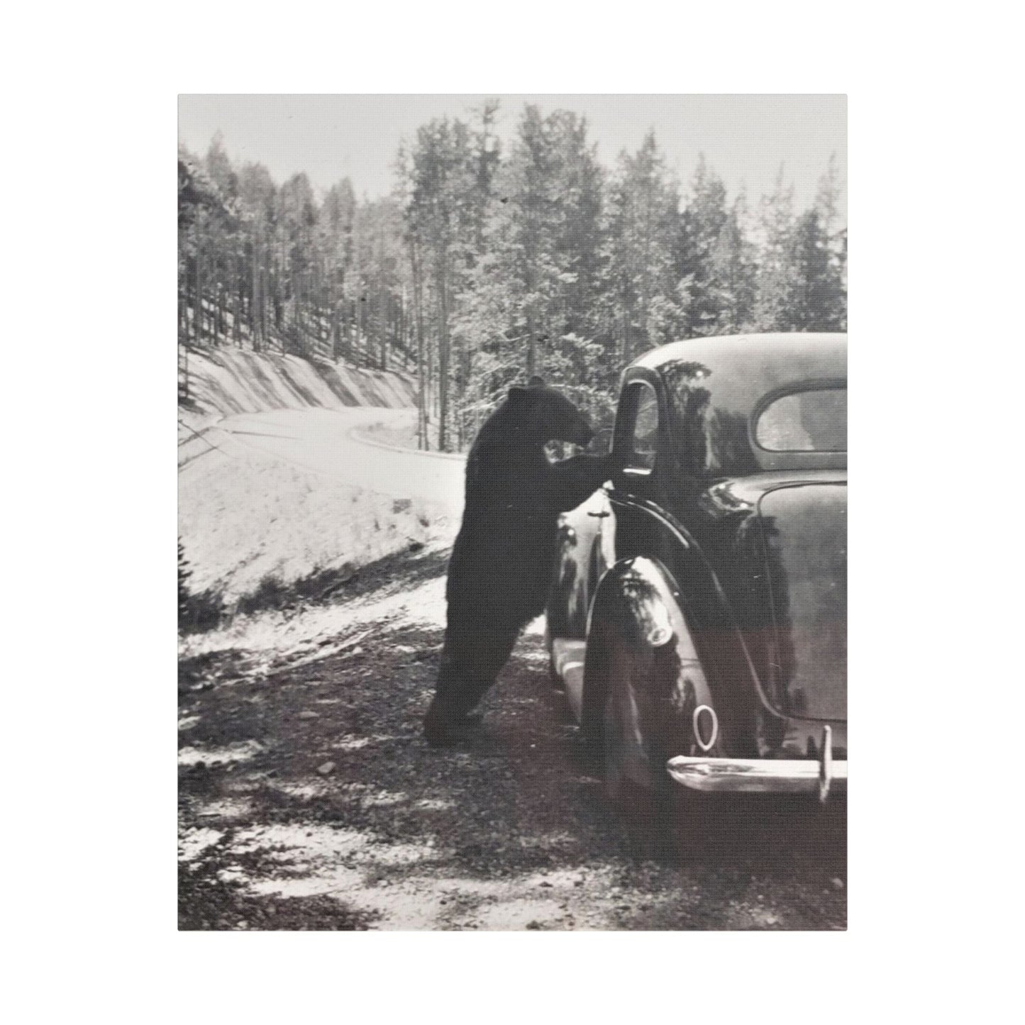 Yellowstone Bear Car Satin Canvas Stretched
