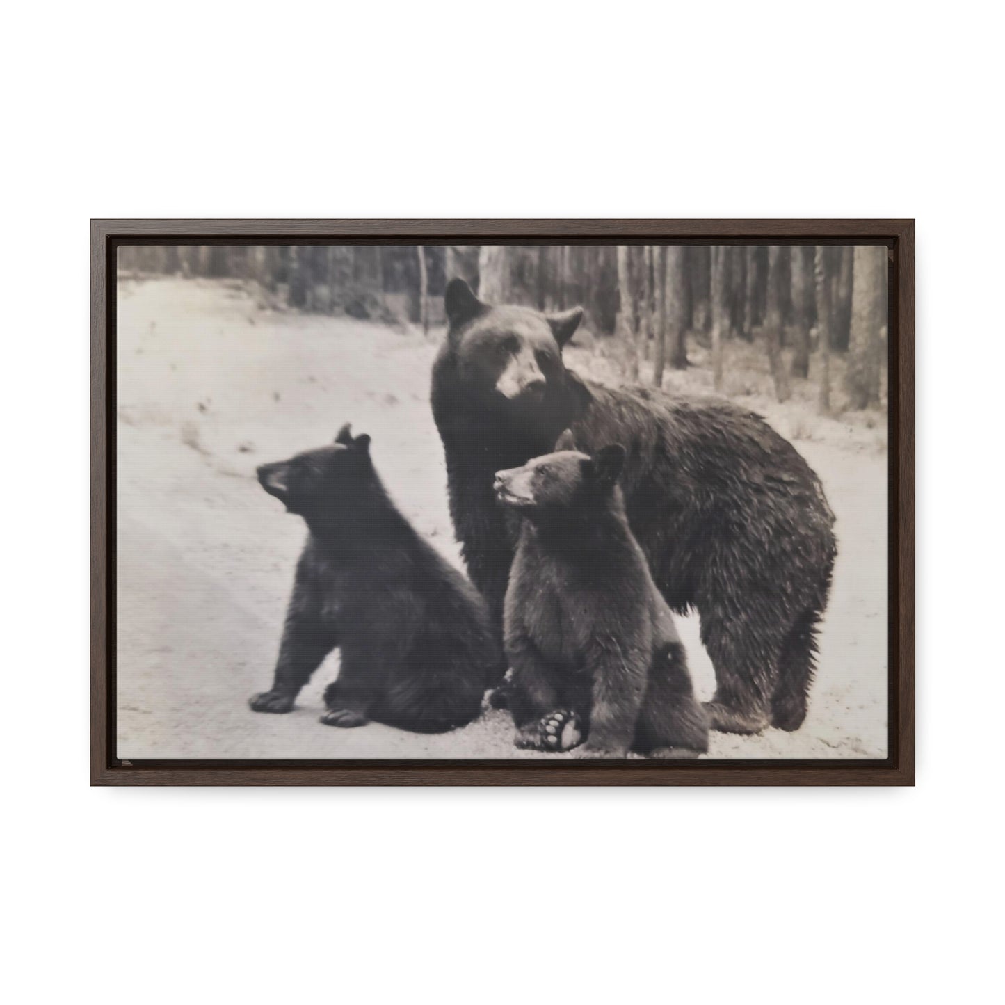 Yellowstone Black Bears Gallery Canvas Wraps, Horizontal Frame