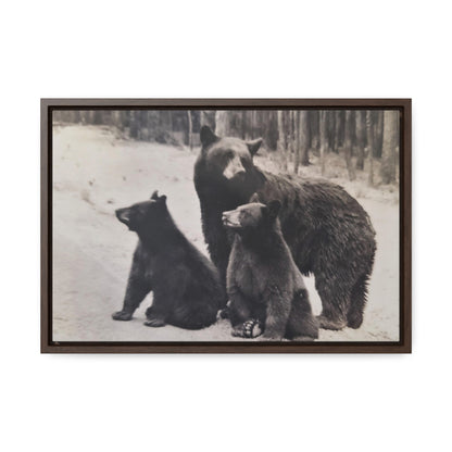 Yellowstone Black Bears Gallery Canvas Wraps