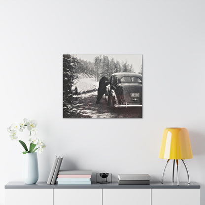 Yellowstone Bear Car Canvas Gallery Wraps 30″ x 24″ 1.25"