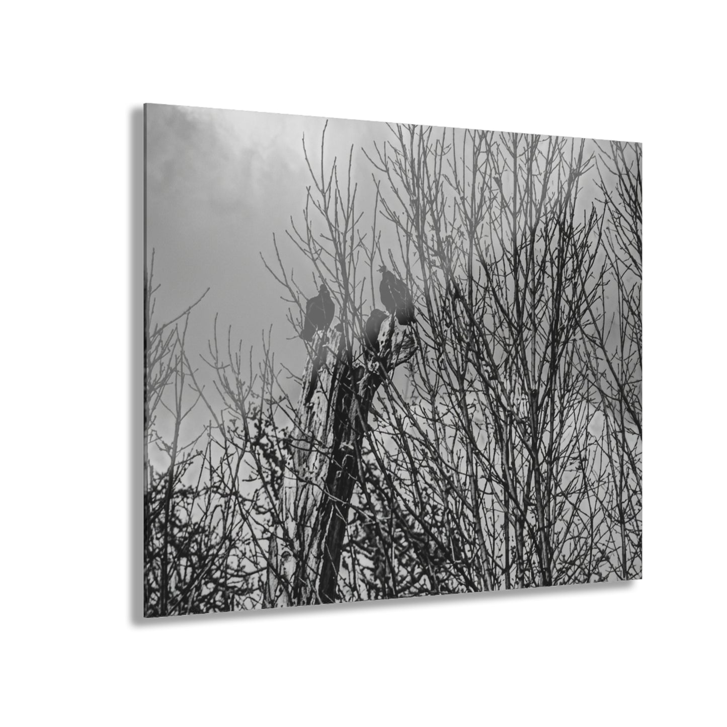 Black & White Buzzards in Winter Trees French Cleat Hanging - - Home Decor