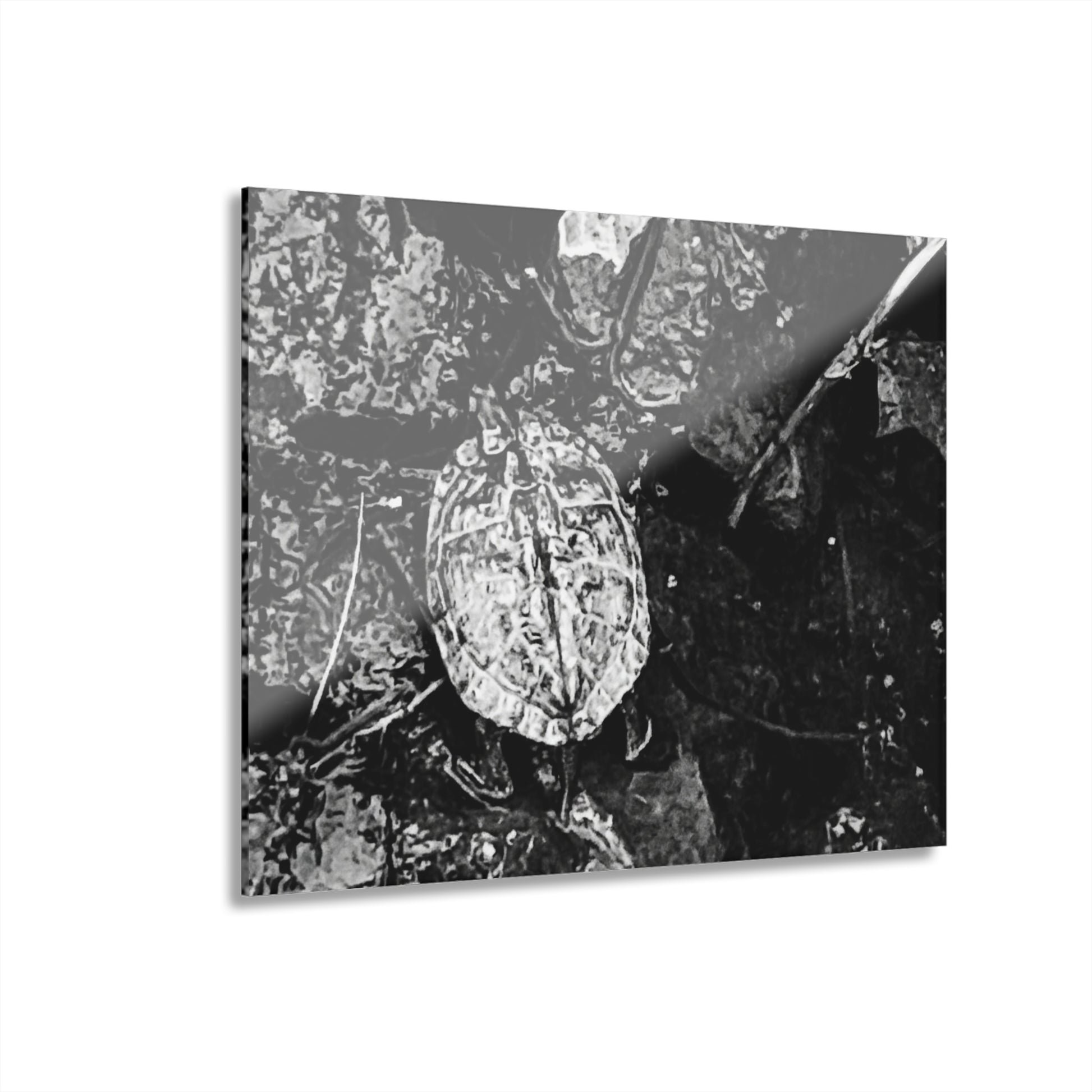 Black & White Turtle Macro Acrylic Print — Modern Nature Wall Art French Cleat Hanging - 14″ x 11″ (Horizontal) 0.25'' - Home Decor