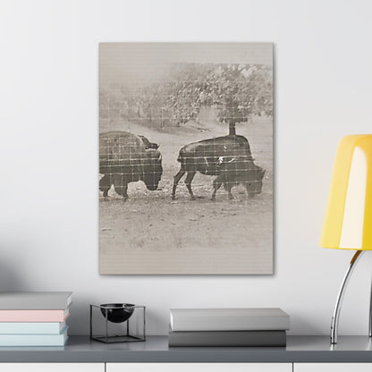 Buffalo at Redwood Falls Canvas Gallery Wraps 18″ x 24″ 1.25"