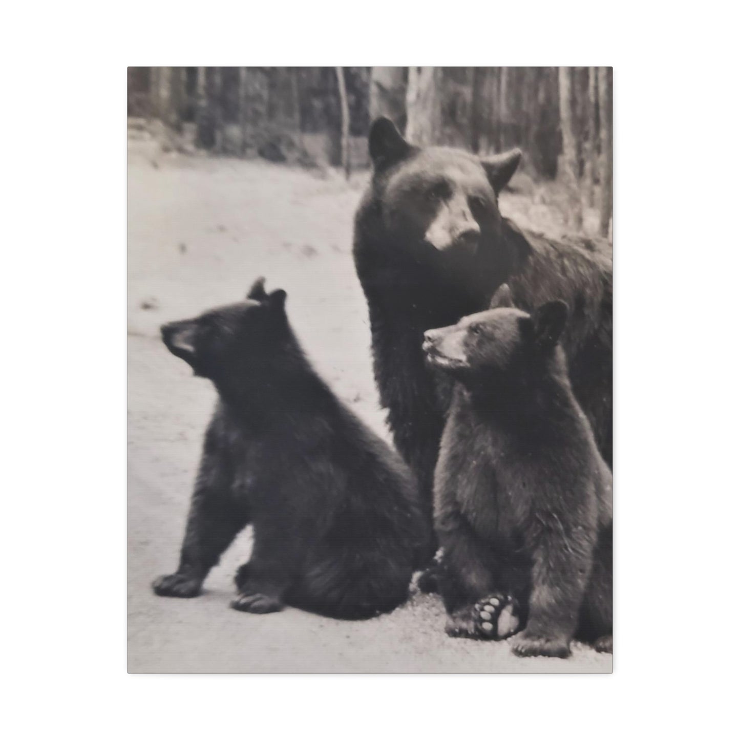 Yellowstone Black Bears Stretched Canvas