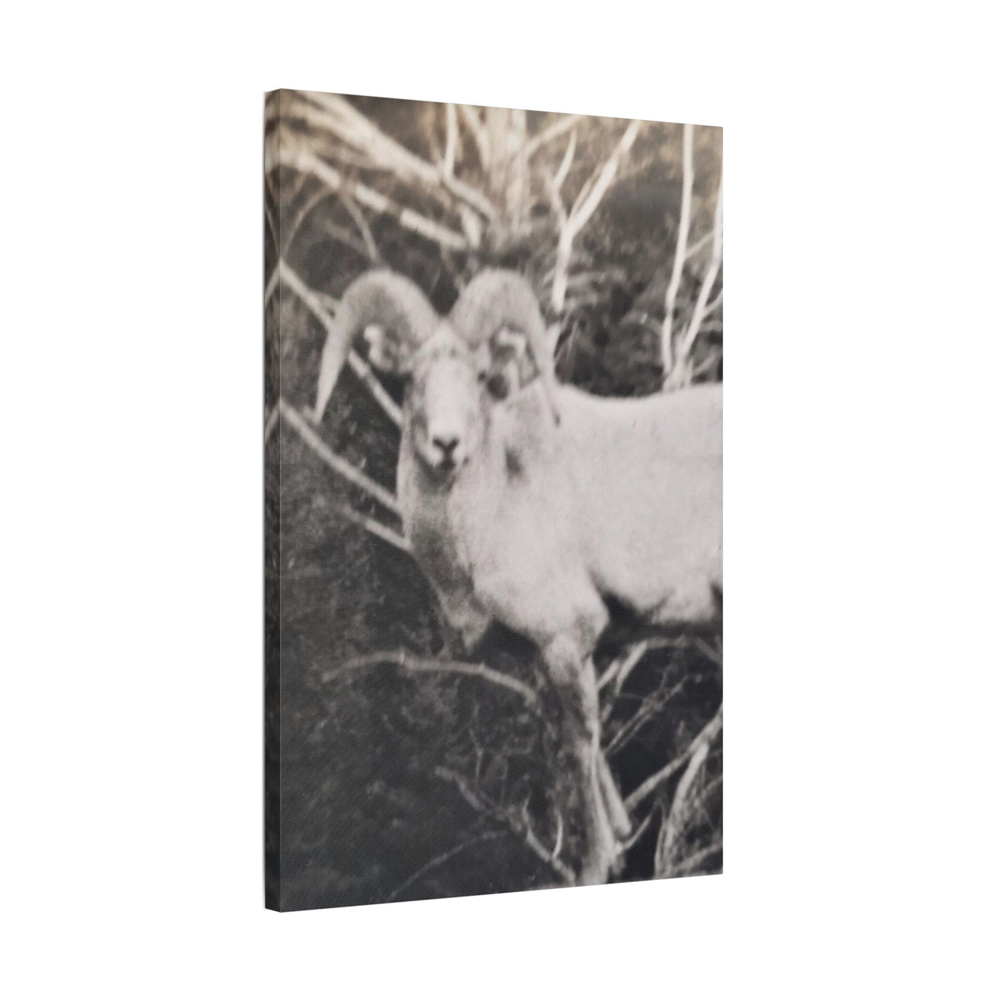 Yellowstone Big Horn Sheep Satin Canvas Stretched