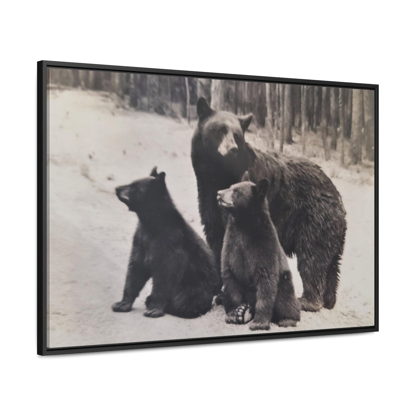 Yellowstone Black Bears Gallery Canvas Wraps, Horizontal Frame