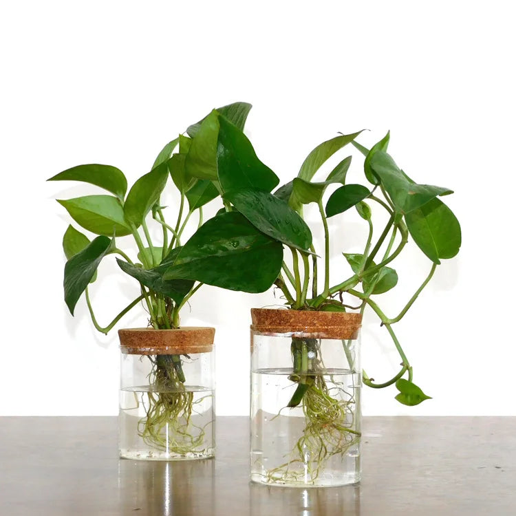 Plant Terrarium Propogation Planters With Lid Default Title