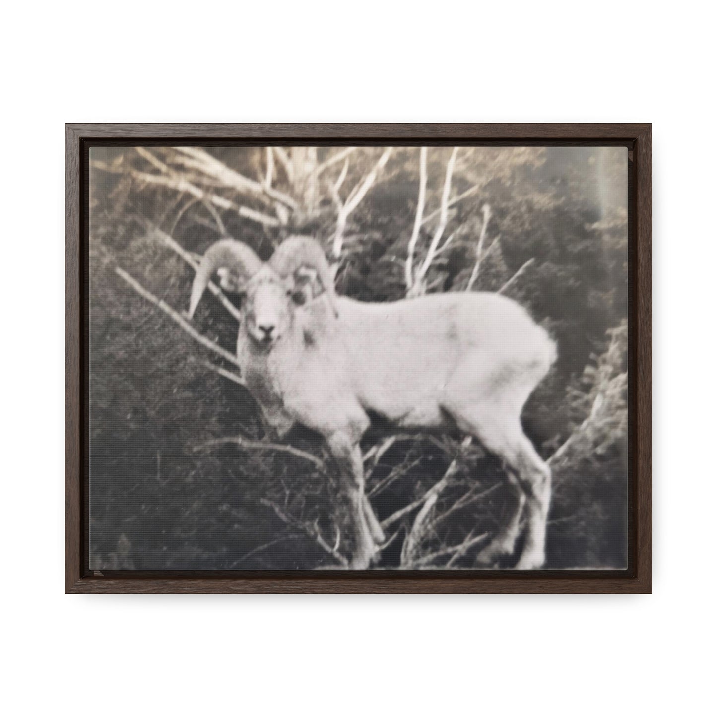 Yellowstone Big Horn Sheep Gallery Canvas Wraps, Horizontal Frame