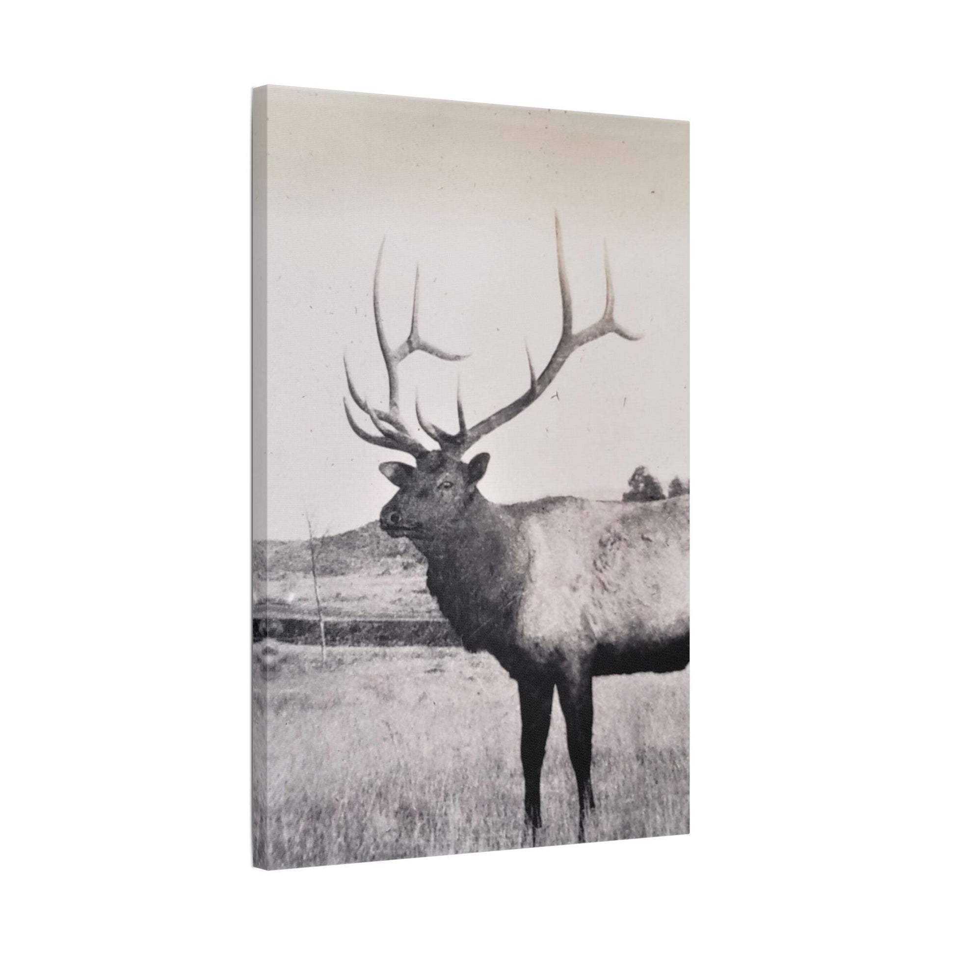 Yellowstone Bull Elk Satin Canvas Stretched