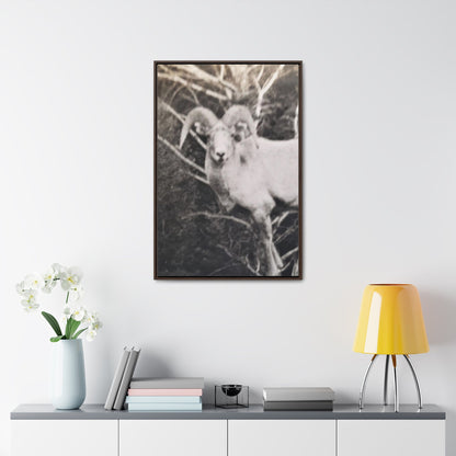 Yellowstone Big Horn Sheep Gallery Canvas Wraps Vertical Frame 24″ x 36″ Premium Gallery Wraps (1.25″) Walnut
