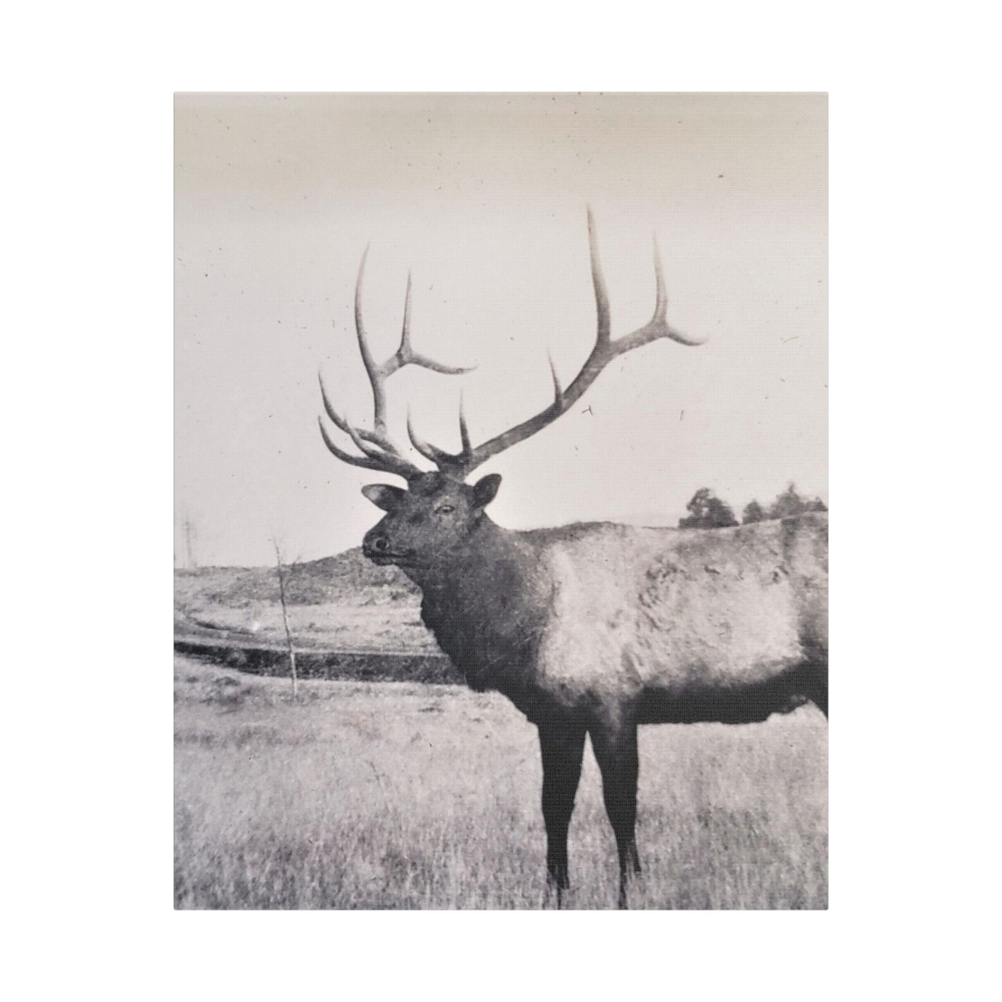 Yellowstone Bull Elk Satin Canvas Stretched