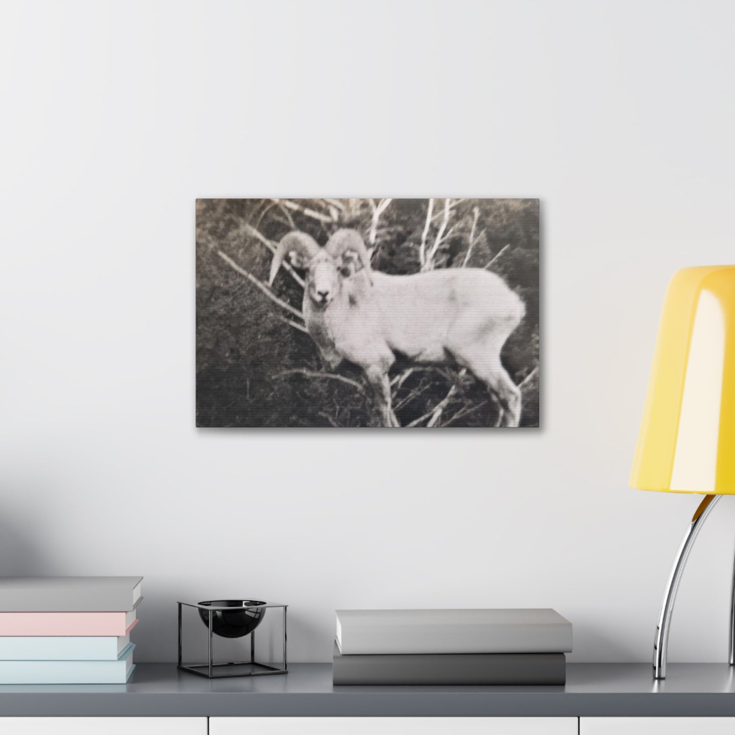 Yellowstone Big Horn Sheep Canvas Gallery Wraps