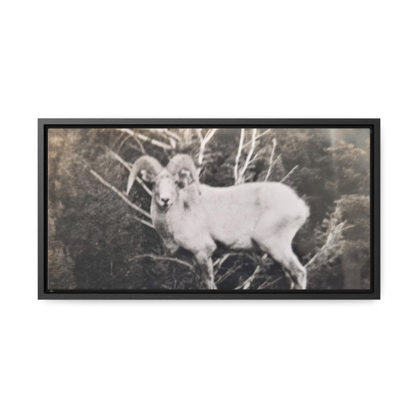 Yellowstone Big Horn Sheep Gallery Canvas Wraps, Horizontal Frame