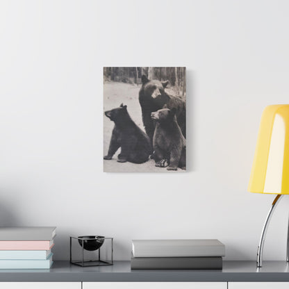 Yellowstone Black Bears Satin Canvas Stretched 11″ x 14″ (Vertical) 1.5"