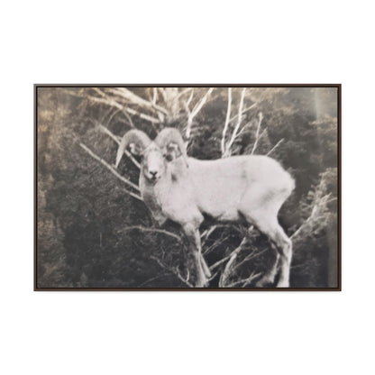 Yellowstone Big Horn Sheep Gallery Canvas Wraps, Horizontal Frame