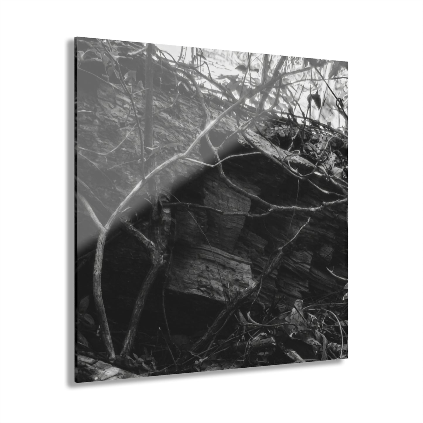 Black & White Forest Acrylic Print French Cleat Hang - - Home Decor