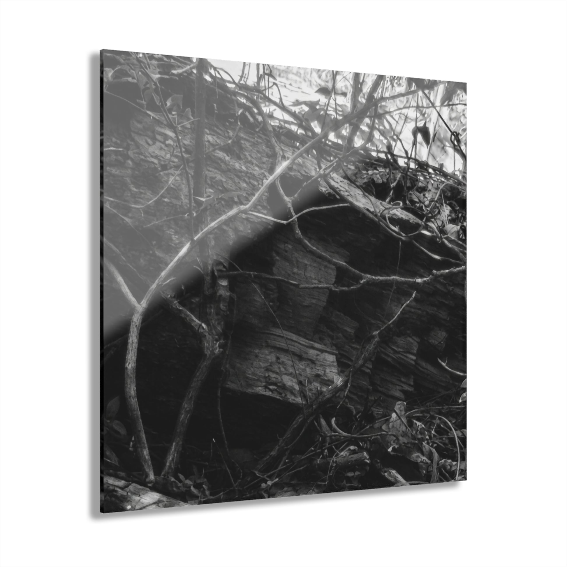 Black & White Forest Acrylic Print French Cleat Hang - - Home Decor