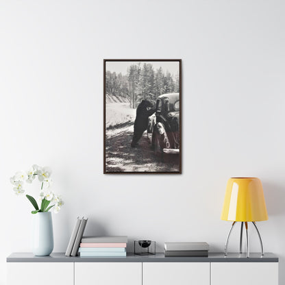 Yellowstone Bear Car Gallery Canvas Wraps Vertical Frame 20″ x 30″ Premium Gallery Wraps (1.25″) Walnut