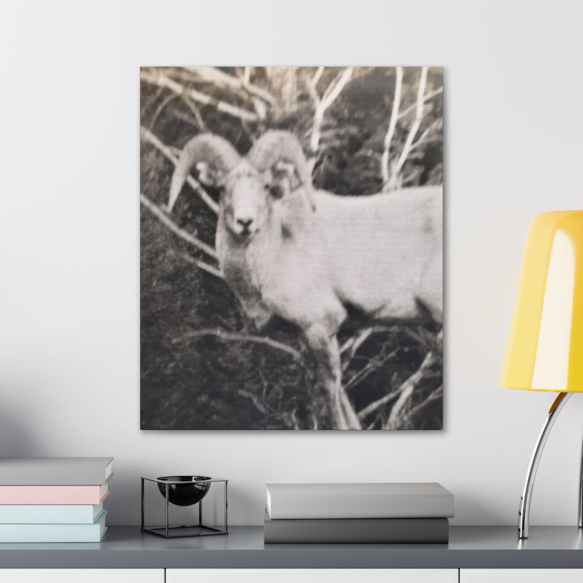 Yellowstone Big Horn Sheep Canvas Gallery Wraps - 20″ x 24″ 1.25" - Canvas