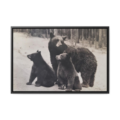 Yellowstone Black Bears Gallery Canvas Wraps