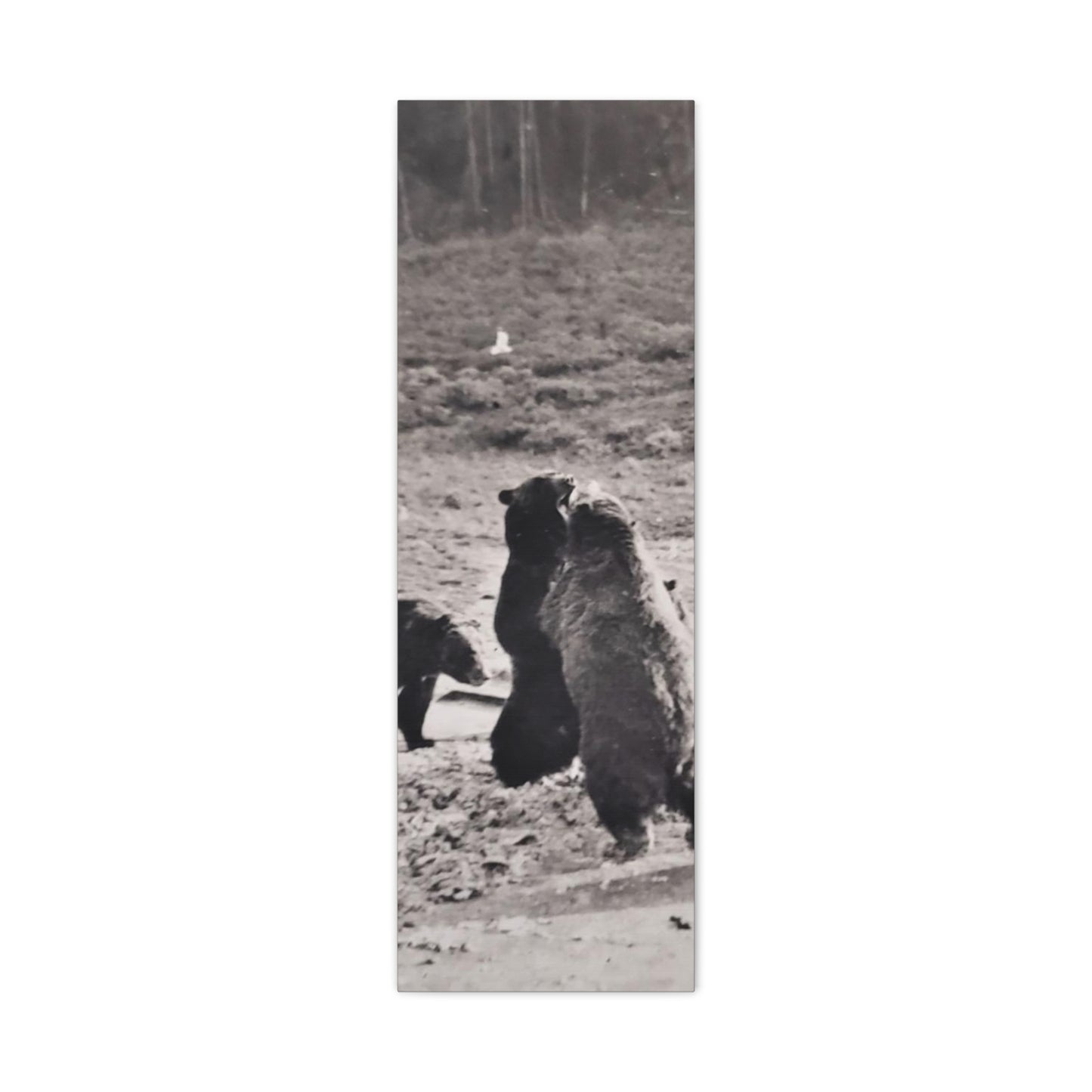 Yellowstone Grizzly Bears Canvas Gallery Wraps