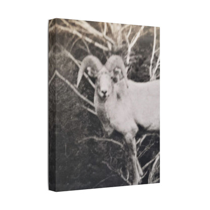 Yellowstone Big Horn Sheep Satin Canvas Stretched