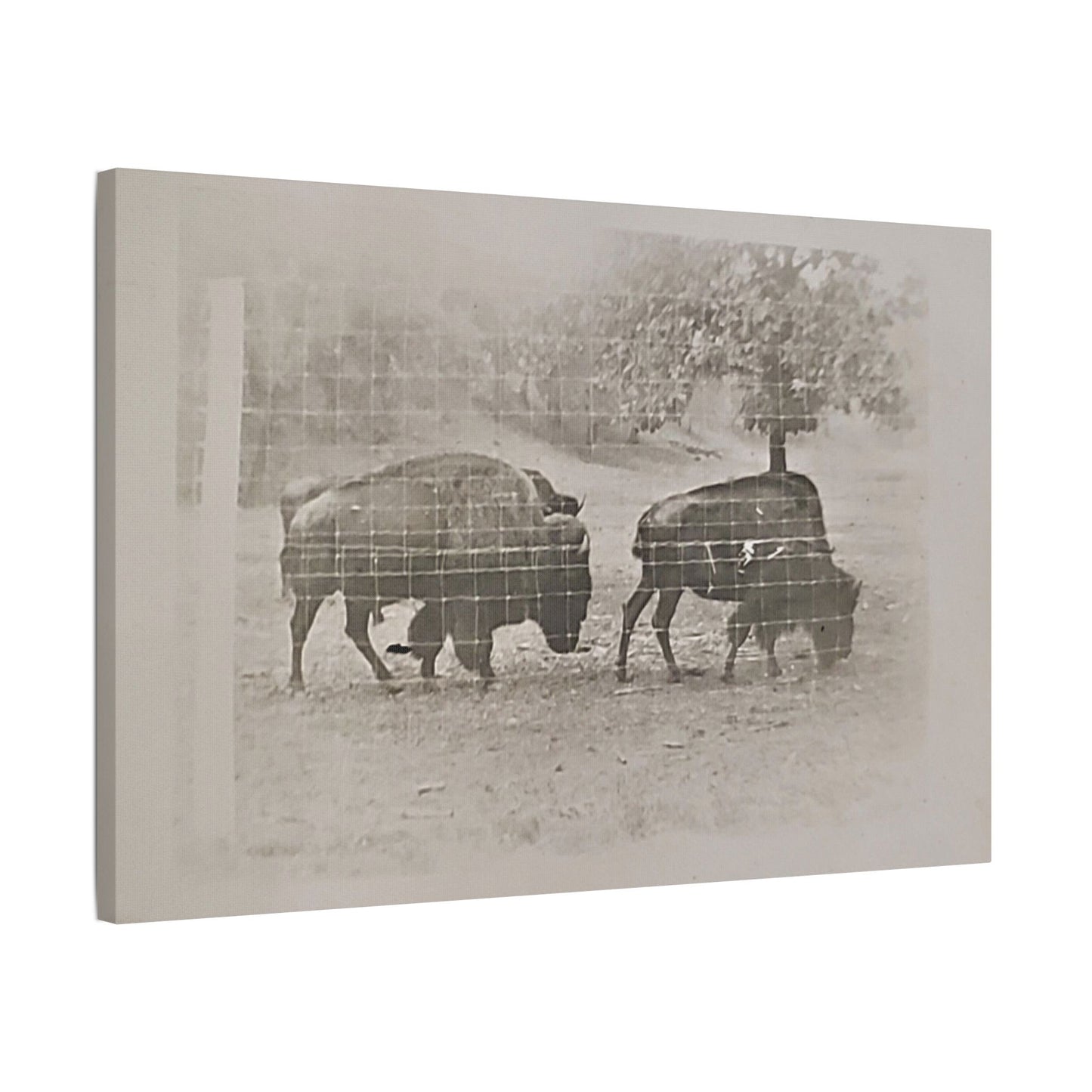 Buffalo at Redwood Falls Satin Canvas, Stretched