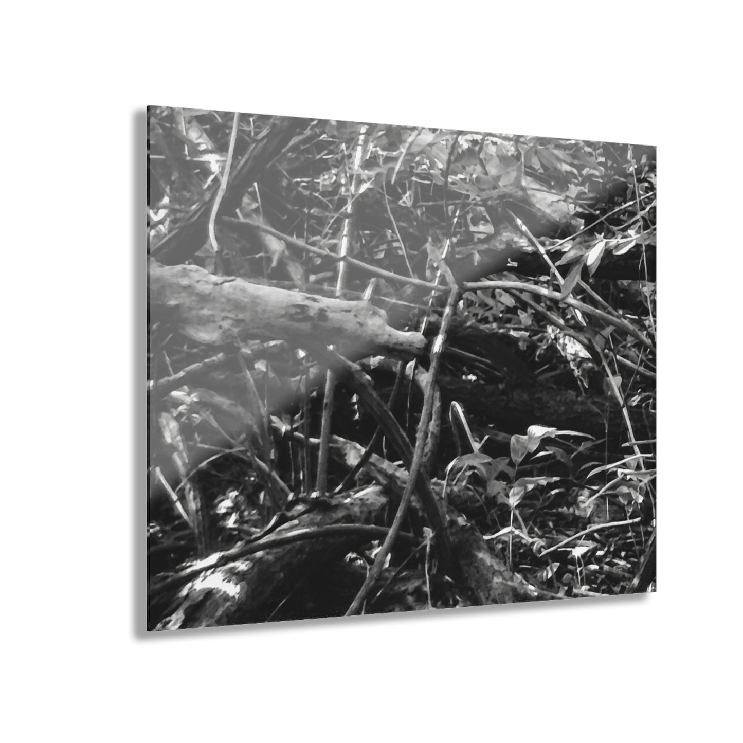 Black & White Deep Timber Path Acrylic Print French Cleat Hanging - 20″ x 16″ (Horizontal) 0.25'' - Home Decor